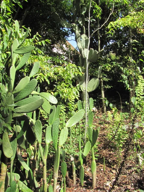 Prickly pear (Opuntia ficus-indica)
