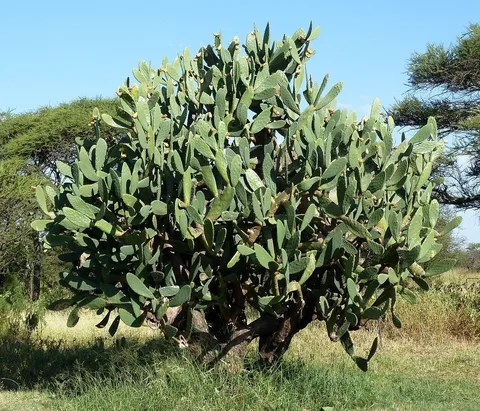 Prickly pear: Sweet prickly pear on the Springbok Flats, South Africa