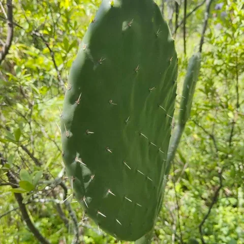 Prickly pear (Opuntia ficus-indica)