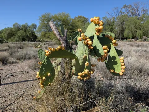 Prickly pear (Opuntia ficus-indica)