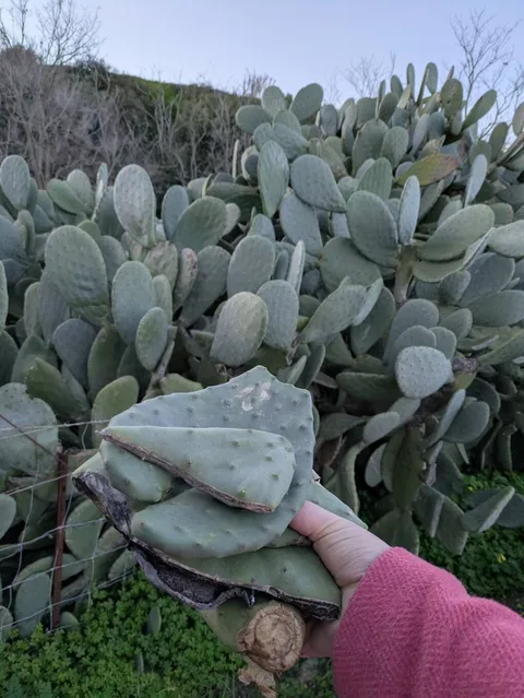 Prickly pear (Opuntia ficus-indica)