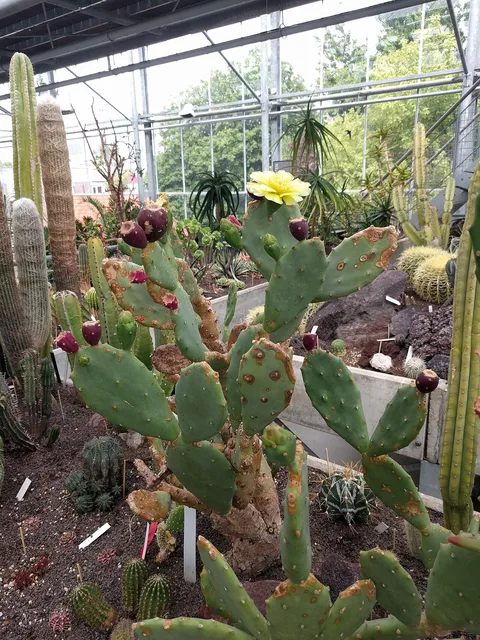 Prickly pear: Opuntia ficus-indica in Botanical garden, Leiden