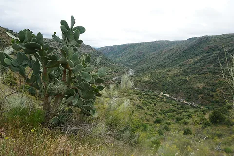 Prickly pear: Arribes del Dueroː cactus Opuntia ficus-indica (higo chumbo) visto desde el Camino de Hierro, La Fregeneda, en en Parque Natural Arribes del Duero, provincia de