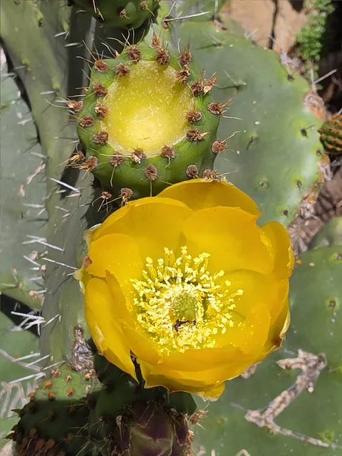 Prickly pear (Opuntia ficus-indica)