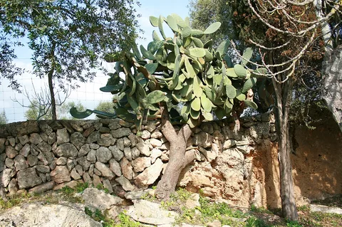 Prickly pear: Opuntia ficus-indica growing at Pol·lèntia, an archaeological site in Alcúdia , Mallorca, Spain