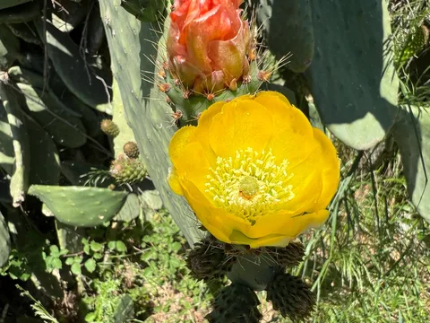 Prickly pear