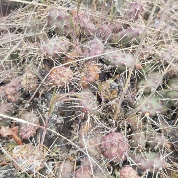 Brittle pricklypear (Opuntia fragilis)