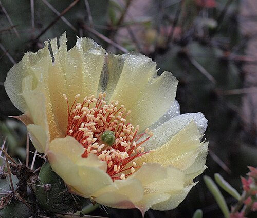Brittle pricklypear: Opuntia fragilis "Feldberg"