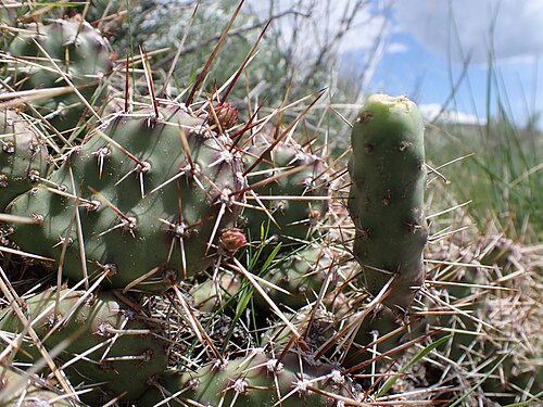 Brittle pricklypear: Brittle pricklypear growing on stabilized sand dunes and basement rock north of North Valley Road, Centennial Valley, Beaverhead County, Montana. The relatively