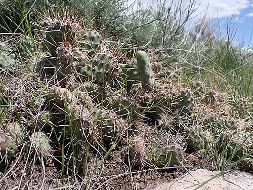 Brittle pricklypear: Brittle pricklypear growing on stabilized sand dunes and basement rock north of North Valley Road, Centennial Valley, Beaverhead County, Montana. The relatively