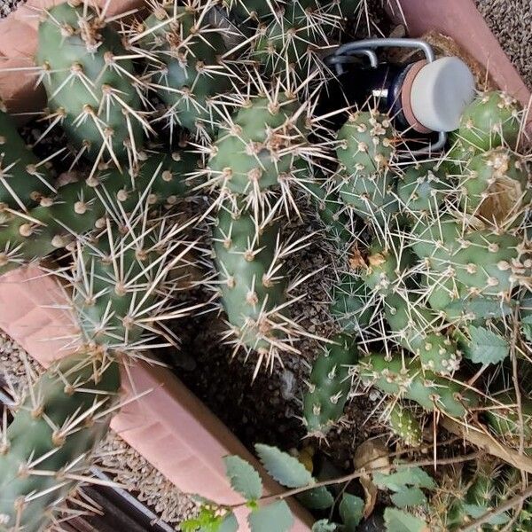Brittle pricklypear (Opuntia fragilis)