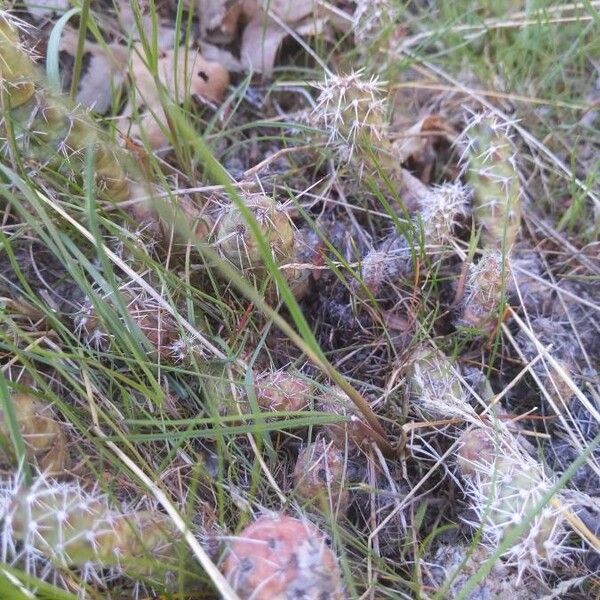 Brittle pricklypear (Opuntia fragilis)