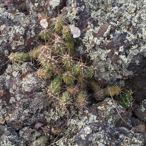 Brittle pricklypear (Opuntia fragilis)