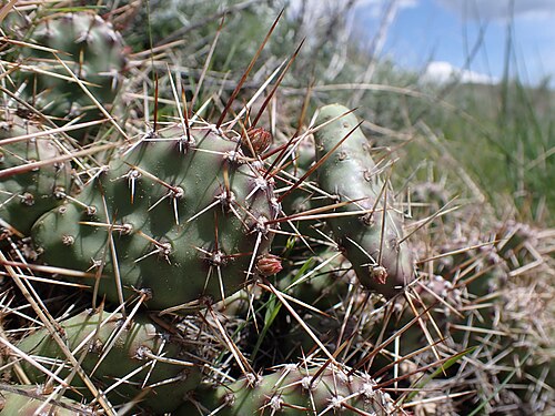 Brittle pricklypear: Brittle pricklypear growing on stabilized sand dunes and basement rock north of North Valley Road, Centennial Valley, Beaverhead County, Montana. The relatively