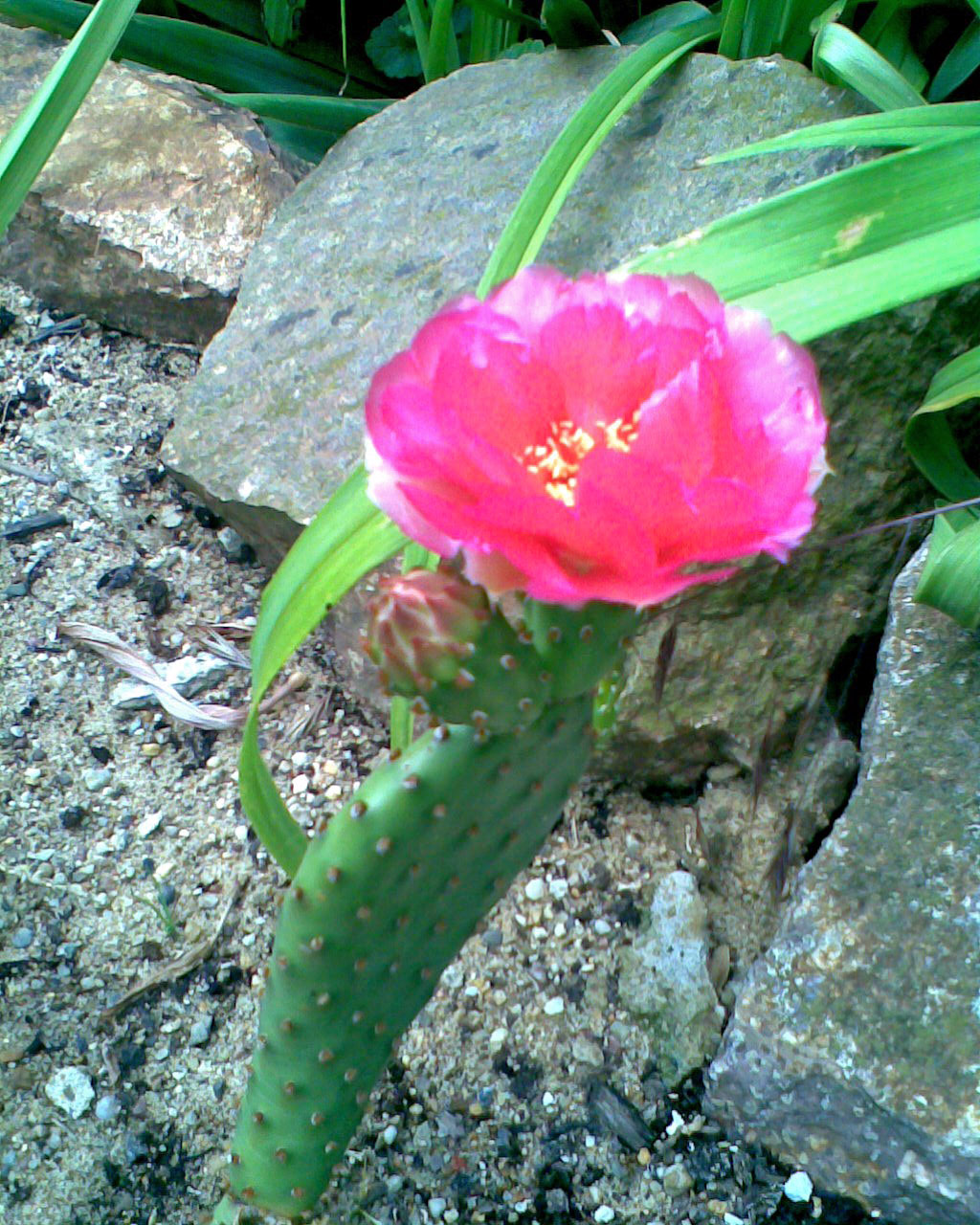 Brittle pricklypear: Freilandkakteen Opuntia fragilis