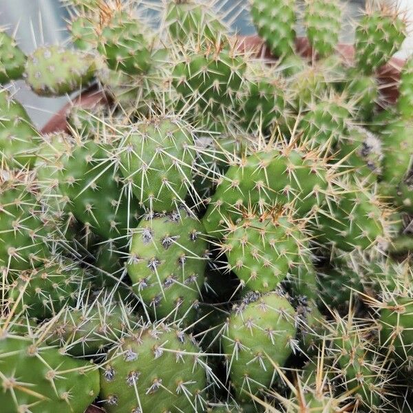 Brittle pricklypear (Opuntia fragilis)