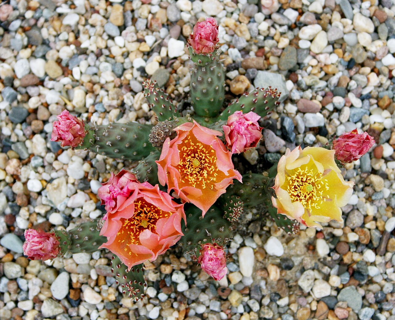 Brittle pricklypear: Opuntia fragilis 'Frankfurt' in the Botanic Garden Berlin