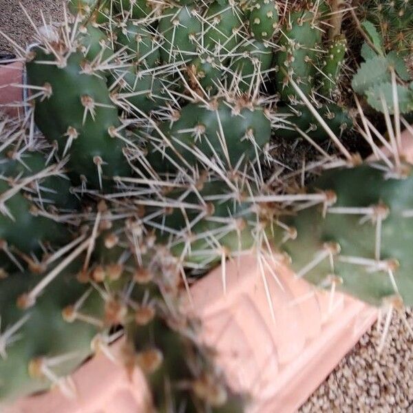 Brittle pricklypear (Opuntia fragilis)