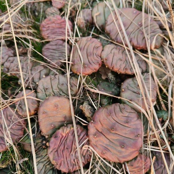 Devil's-tongue (Opuntia humifusa)