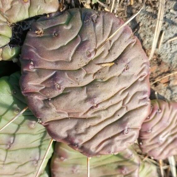 Devil's-tongue (Opuntia humifusa)