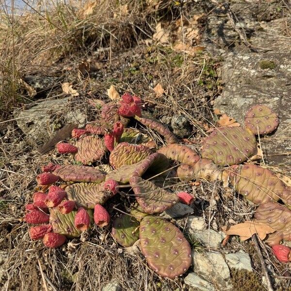 Devil's-tongue (Opuntia humifusa)
