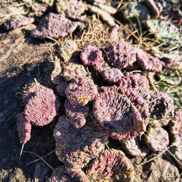 Devil's-tongue (Opuntia humifusa)