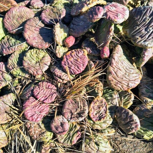 Devil's-tongue (Opuntia humifusa)