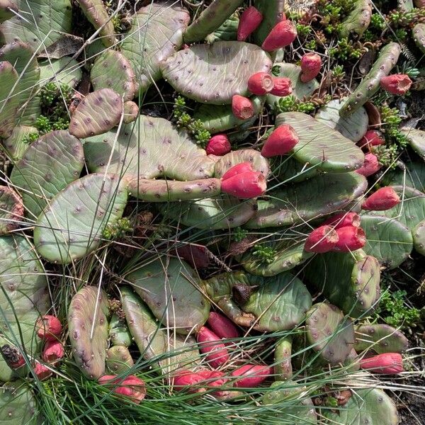 Devil's-tongue (Opuntia humifusa)