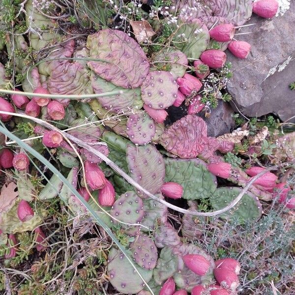 Devil's-tongue (Opuntia humifusa)