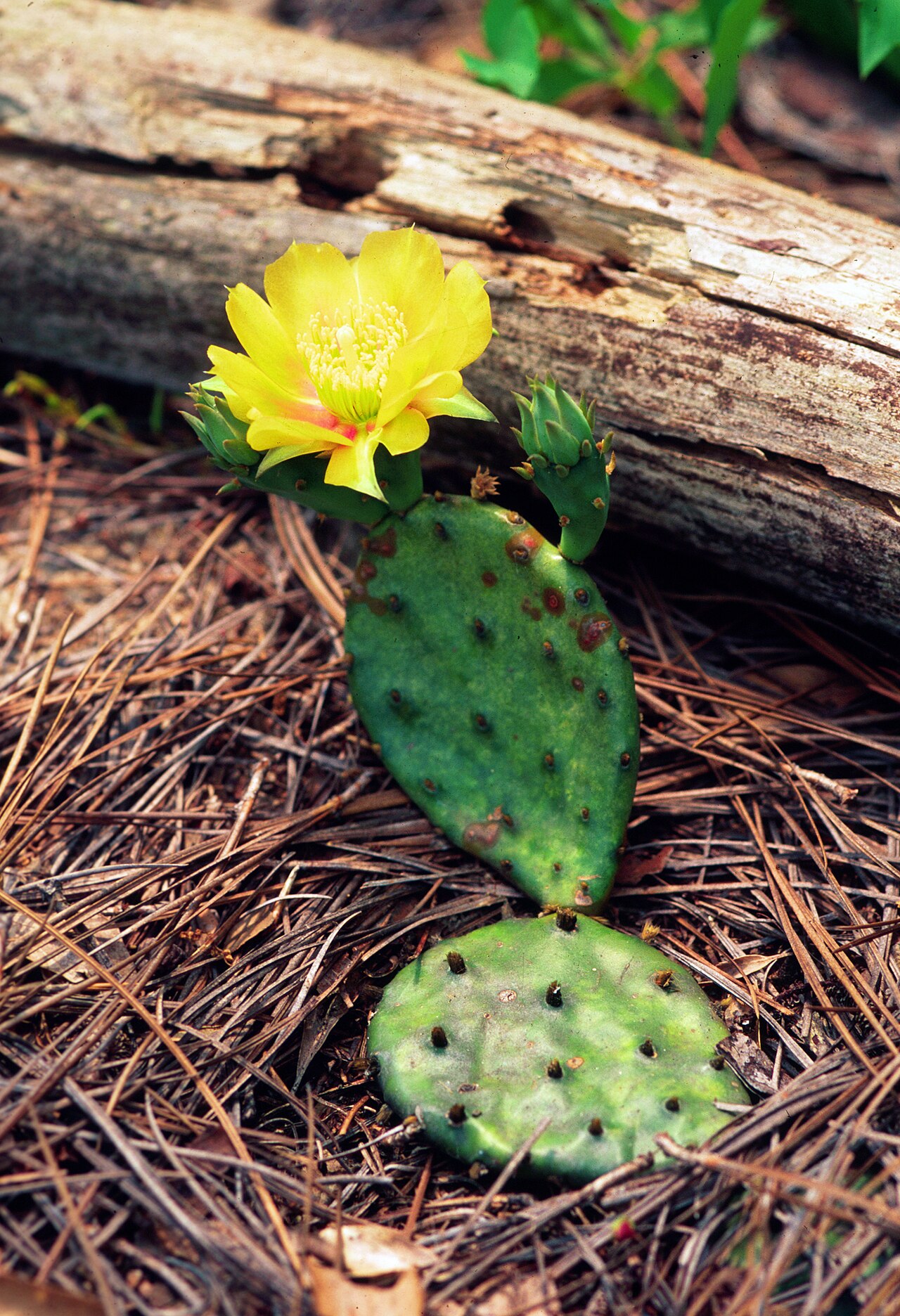 Devil's-tongue: Opuntia humifusa
