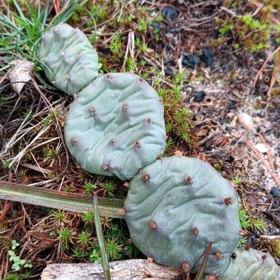 Devil's-tongue (Opuntia humifusa)