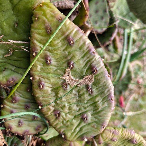 Devil's-tongue (Opuntia humifusa)
