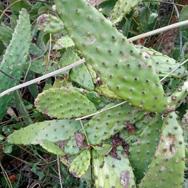 Devil's-tongue (Opuntia humifusa)