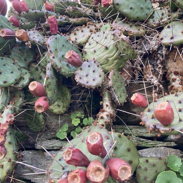 Devil's-tongue (Opuntia humifusa)