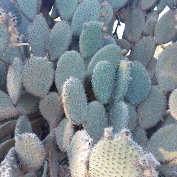 Arborescent pricklypear (Opuntia leucotricha)