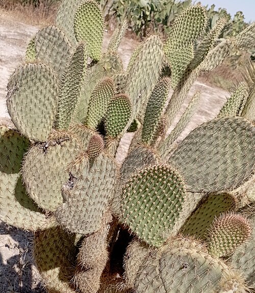 Arborescent pricklypear: Opuntia scheeri (Familia Cactaceae). Nopal viejo. Visto en Dolores Hidalgo, México.