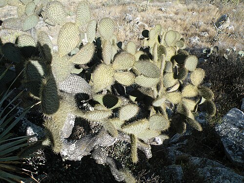 Arborescent pricklypear: 20 km East from S Luis de La Paz, GTO