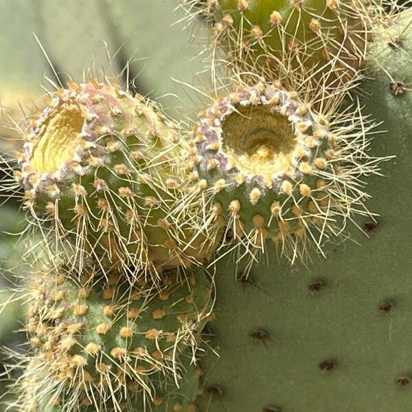 Arborescent pricklypear (Opuntia leucotricha)