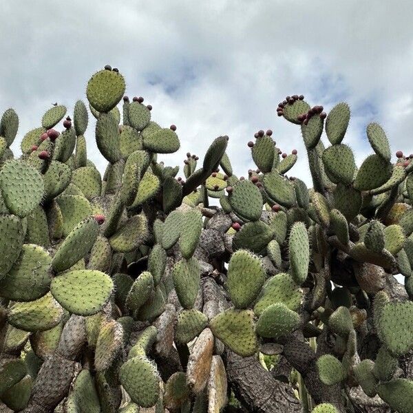 Arborescent pricklypear (Opuntia leucotricha)