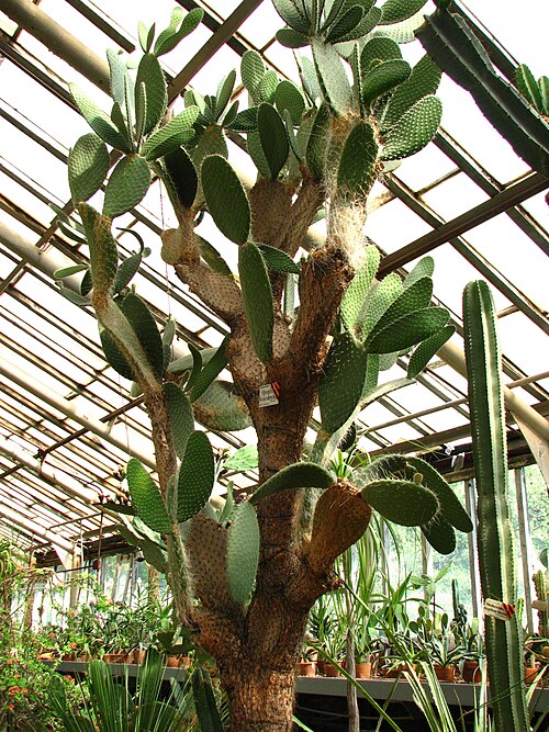 Arborescent pricklypear: Greenhouses of the Botanical garden ( Saint Petersburg ). Age of a plant of 80 years..