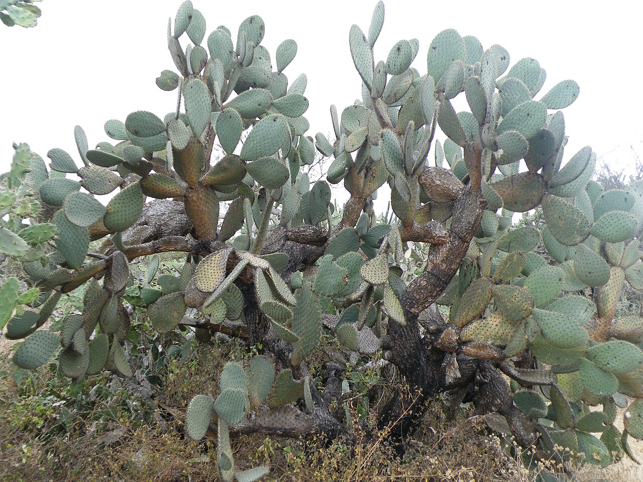 Arborescent pricklypear: South San Ciro De Acosta, SLP