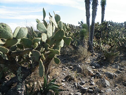 Arborescent pricklypear: 56 km South of Estacion Vanegas