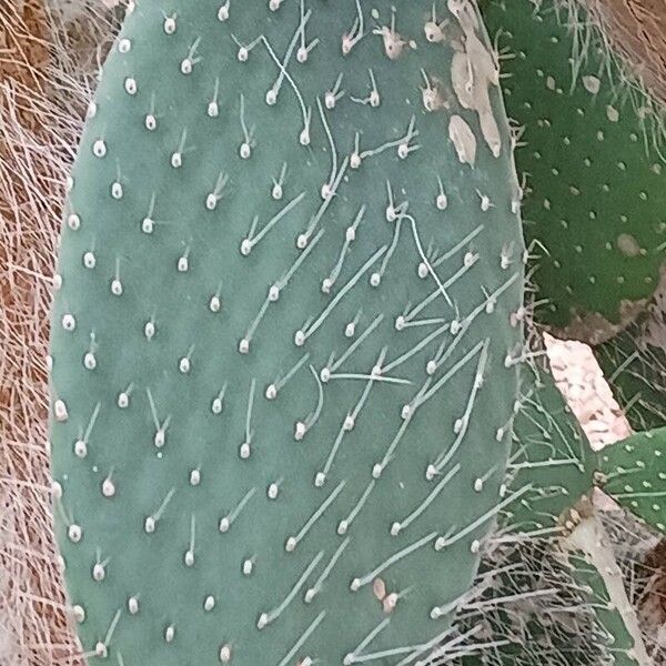 Arborescent pricklypear (Opuntia leucotricha)
