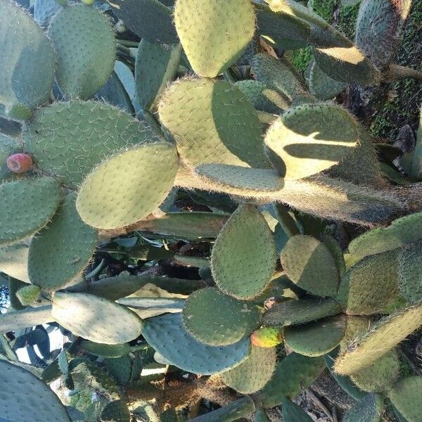 Arborescent pricklypear (Opuntia leucotricha)