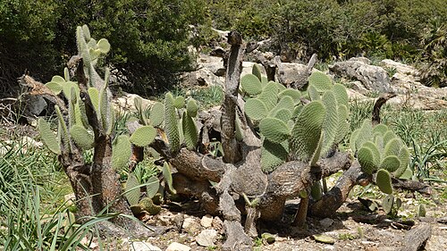 Arborescent pricklypear: Arborescent Pricklypear ( Opuntia leucotricha ) in Pollença, Spain.