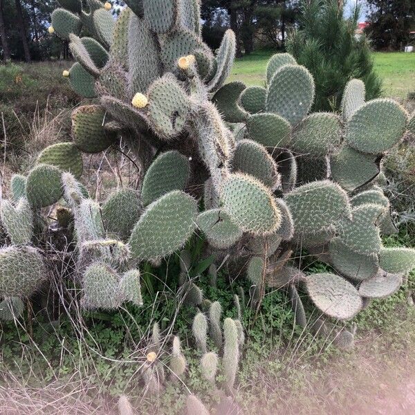 Arborescent pricklypear (Opuntia leucotricha)