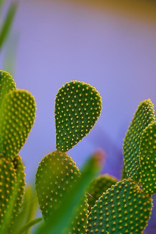 Angel's-wings: Bunny Ears Cactus (Opuntia microdasys).