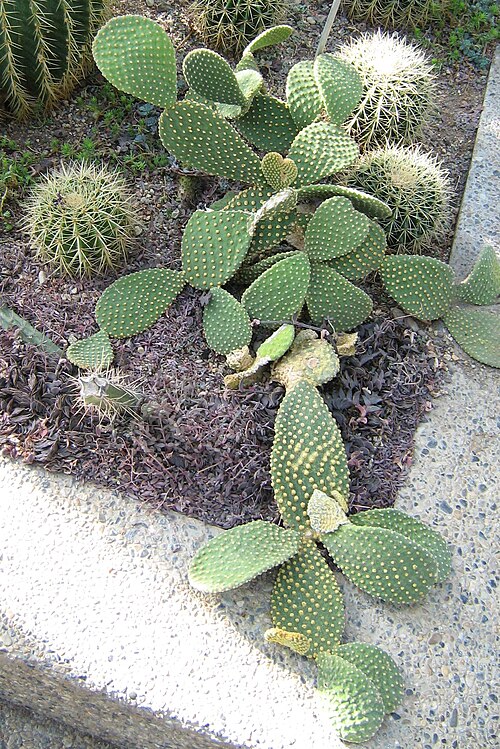 Angel's-wings: Opuntia microdasys in the botanic garden of Berne