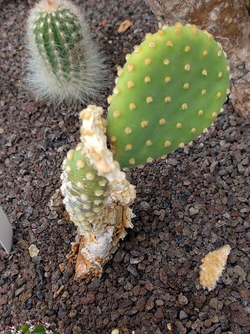 Angel's-wings: Botanical garden, Leiden