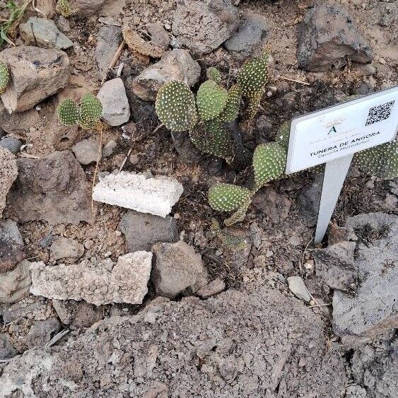 Angel's-wings (Opuntia microdasys)